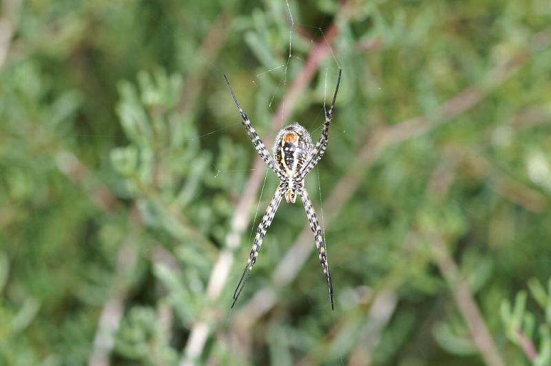 Argiope_trifasciata_D3246_Z_82_Valle Gran Rey_Spanje.jpg